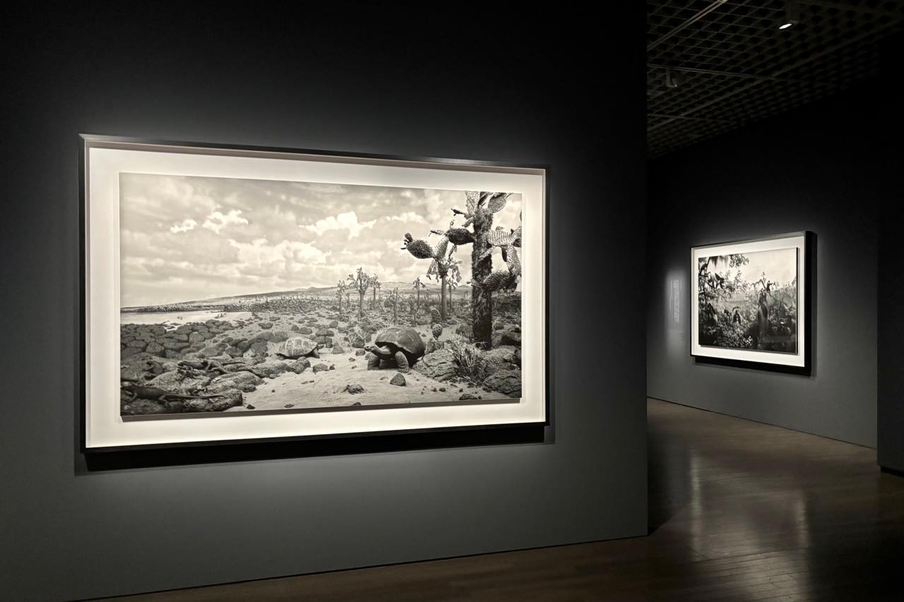 Hiroshi Sugimoto (Foreground), Galapagos (1980) © Hiroshi Sugimoto / Courtesy of Gallery Koyanagi