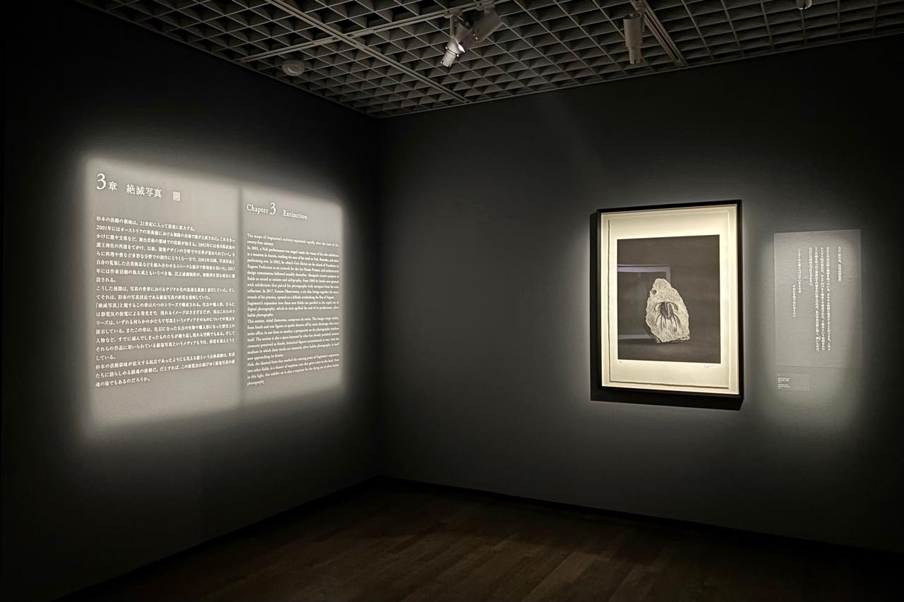 Installation view HIROSHI SUGIMOTO: EXTINCTION, The National Museum of Modern Art, Tokyo, Tokyo, 2026 © Hiroshi Sugimoto / Courtesy of Gallery Koyanagi